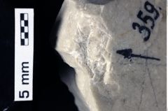 Foto (Detailansicht) von Decapoda indet. (NHMW-GEO-1990-0041-0359c)